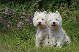 WESTIE 387